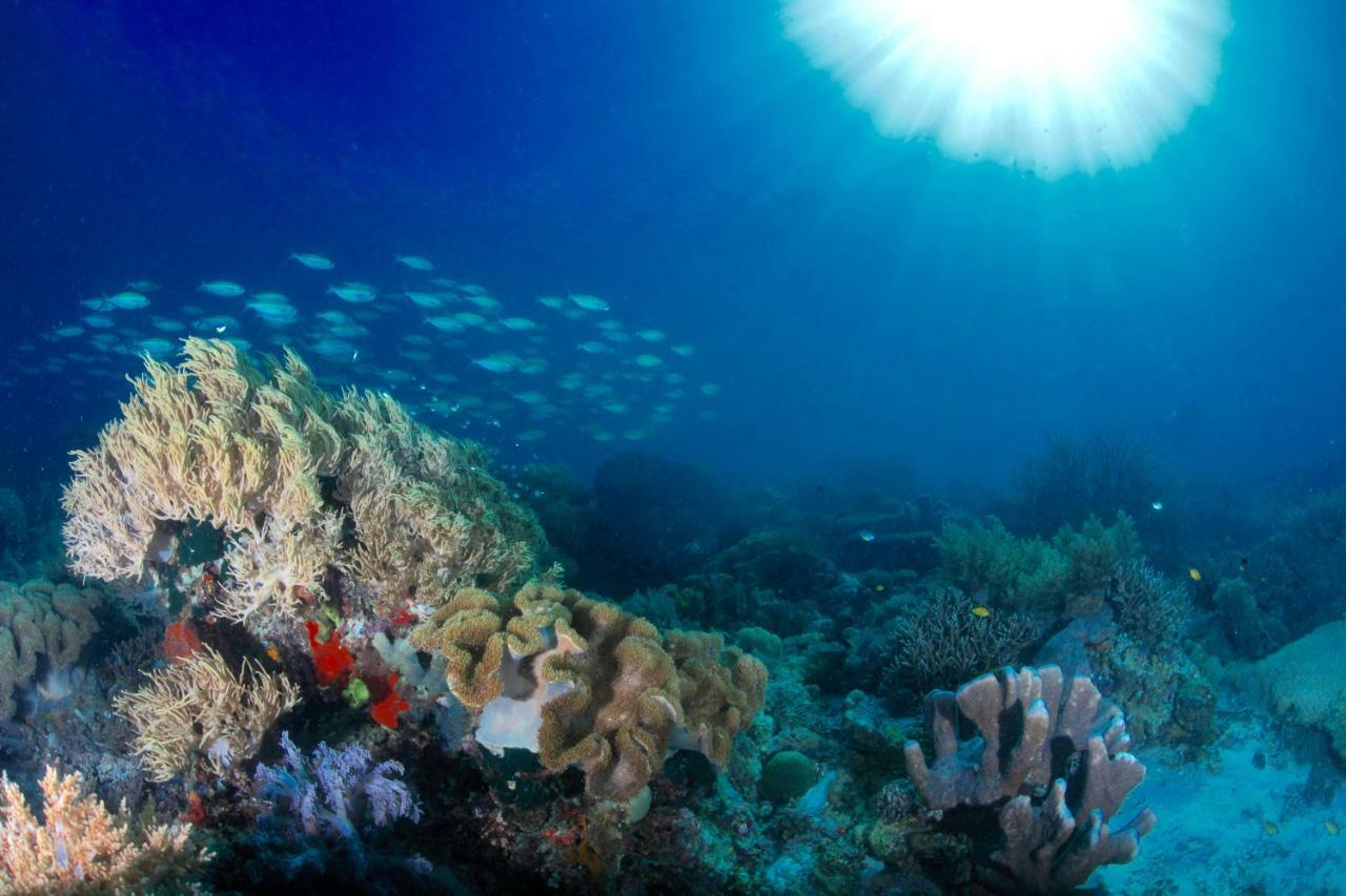 C气泡潜水度假村 C Bubble Diving Resort Dumaguete City Kültér fotó